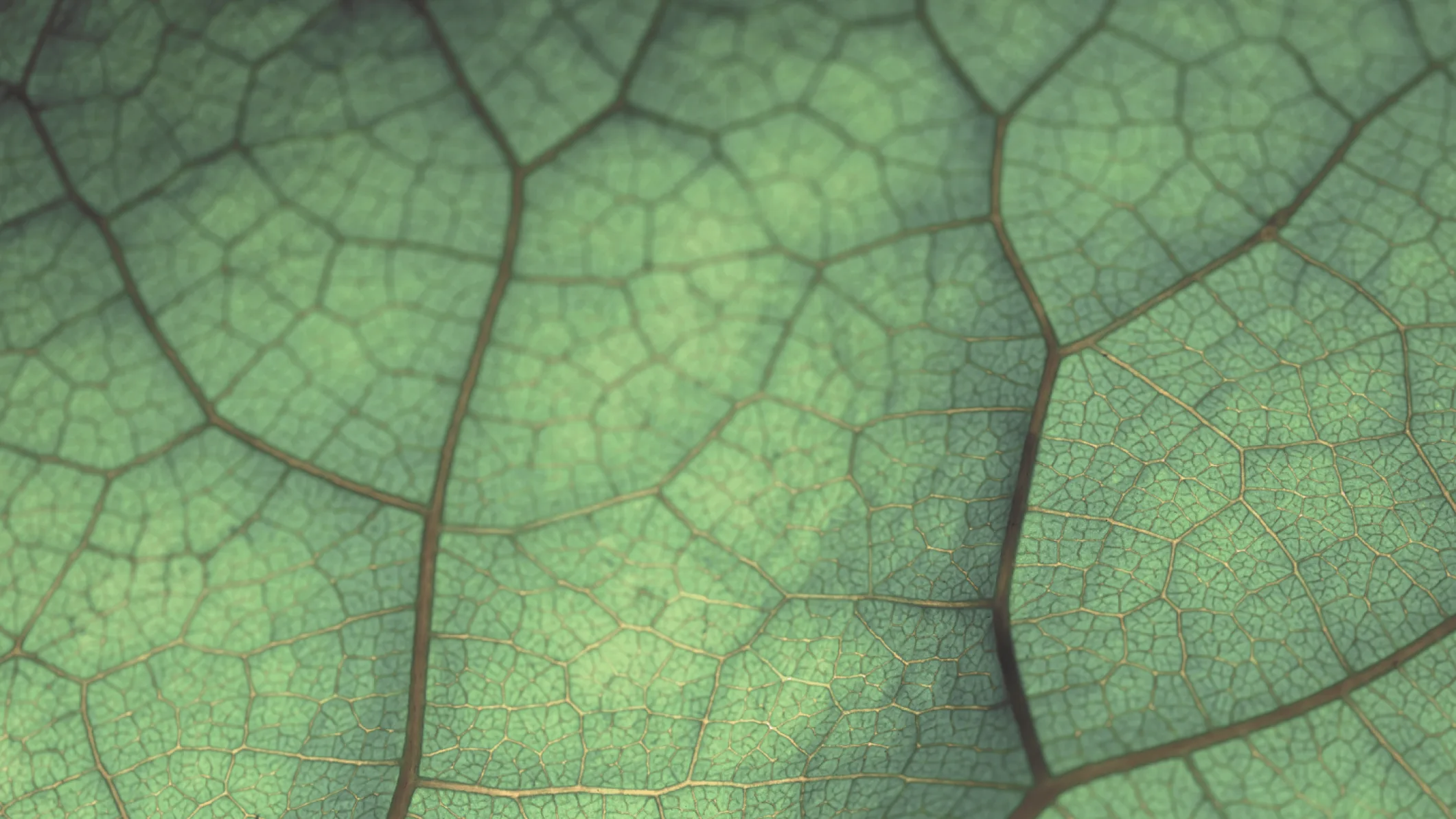 Abstract illustration representing the Mindstate platform