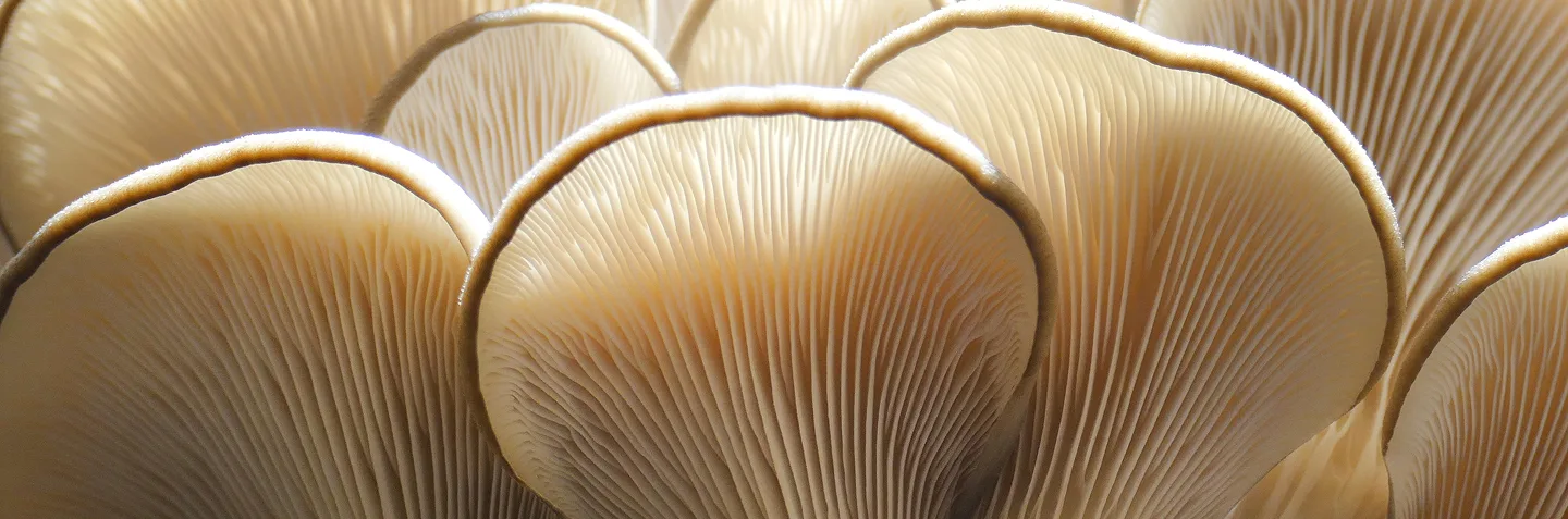 Mushroom illustration